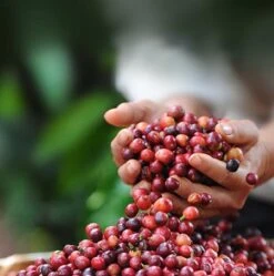 Nescafé Dolce Gusto Latte Macchiato Capsules - 90 Koffiecups -Koffiedrank Winkel 1190x1200 6