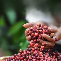 Nescafé Dolce Gusto Cortado Espresso Macchiato Capsules - 90 Koffiecups -Koffiedrank Winkel 1192x1200 1