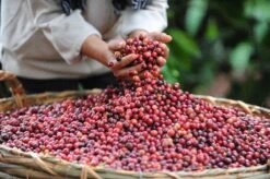 Starbucks Pike Place Medium Roast Koffiebonen - 4 Zakken à 450 Gram -Koffiedrank Winkel 1200x798 3