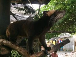 Kopi Luwak Koffie. 35 Gram Ongemalen Bonen. Direct Trade. Single Origin. The Original By Rich.Exclusive. -Koffiedrank Winkel 1200x900 23