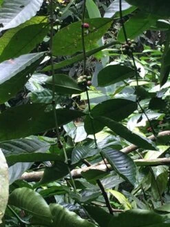 Kopi Luwak Koffie. 35 Gram Ongemalen Bonen. Direct Trade. Single Origin. The Original By Rich.Exclusive. -Koffiedrank Winkel 900x1200 16